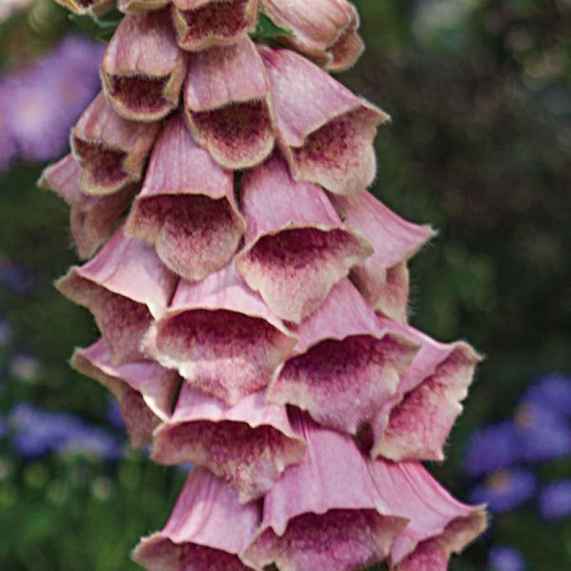 Sormustinkukka - Digitalis x mertonensis (Kukinta)