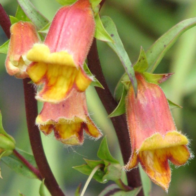 Hämysormustinkukka - Digitalis obscura (Kukinta)