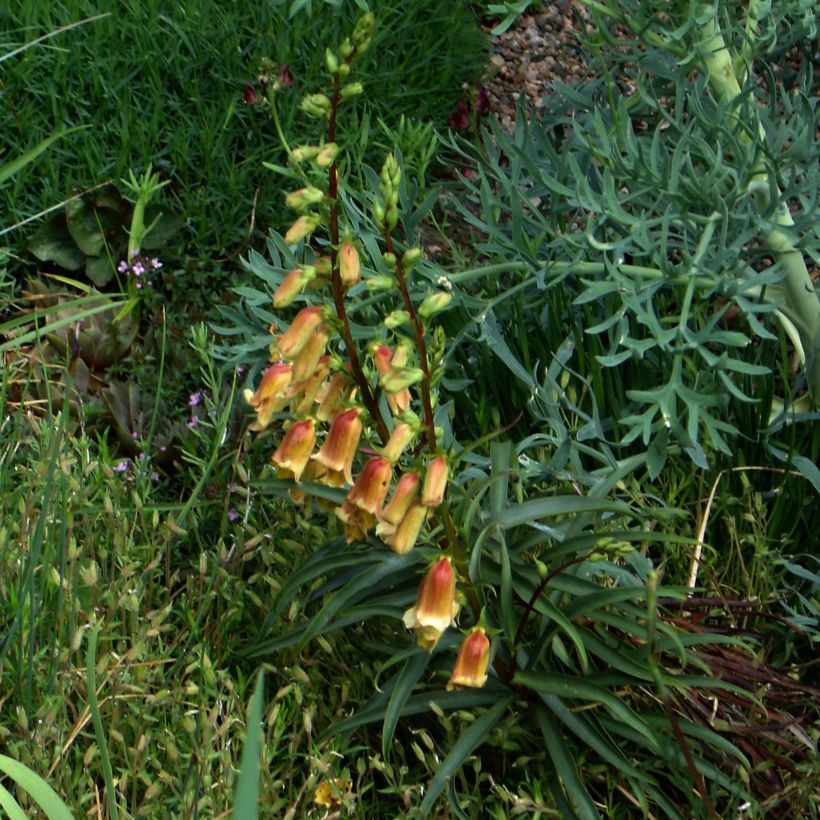 Hämysormustinkukka - Digitalis obscura (Kasvutapa)