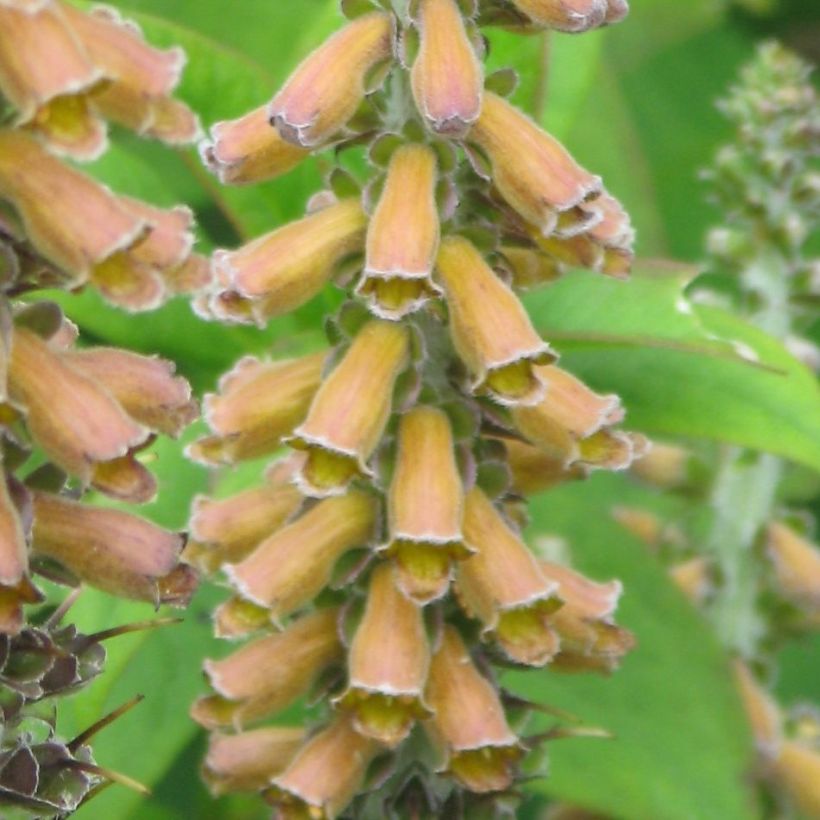 Tähkäsormustinkukka - Digitalis parviflora (Kukinta)