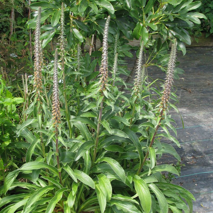 Tähkäsormustinkukka - Digitalis parviflora (Kasvutapa)