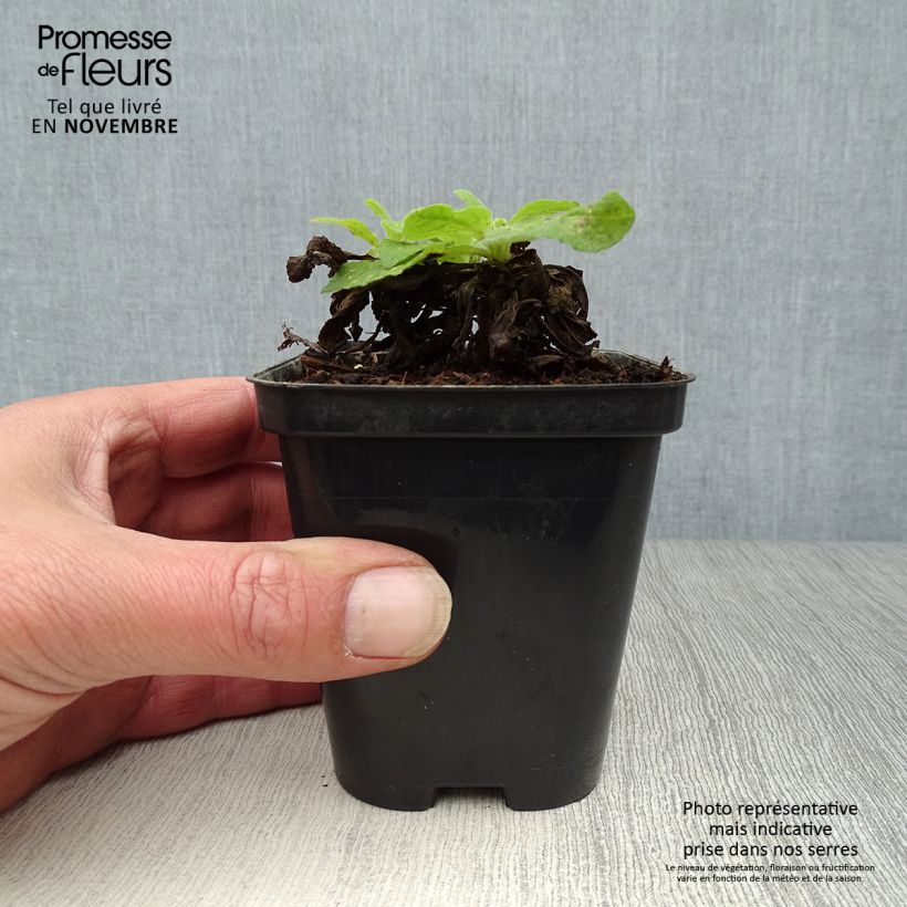Esimerkki syksyllä toimitetusta Rohtosormustinkukka Snow Thimble 8/9 cm taimiruukku-taimesta
