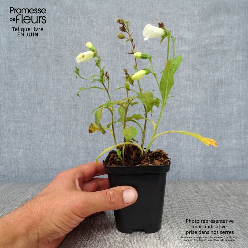 Esimerkki kesällä toimitetusta Rohtosormustinkukka Snow Thimble Taimiruukku 8/9 cm-taimesta
