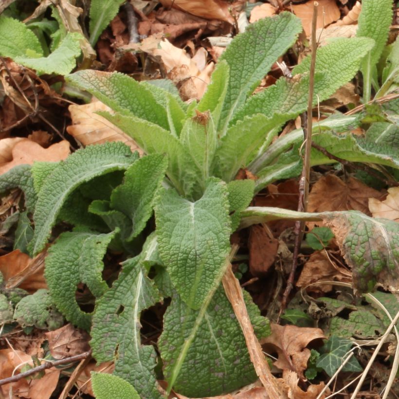 Sormustinkukka - Digitalis purpurea subsp. nevadensis (Lehvistö)