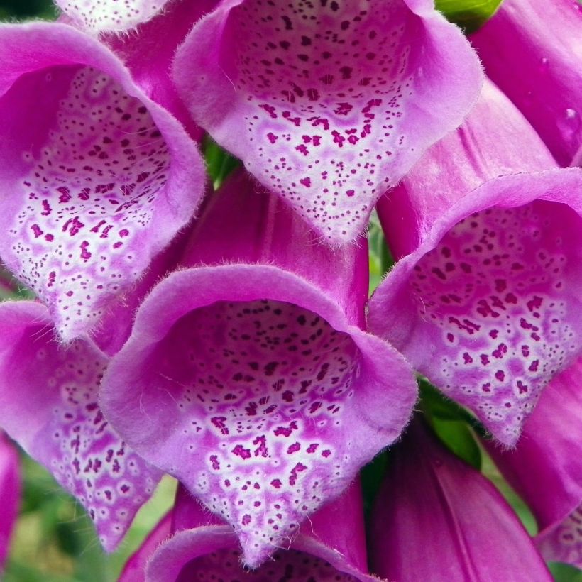 Sormustinkukka - Digitalis purpurea subsp. nevadensis (Kukinta)