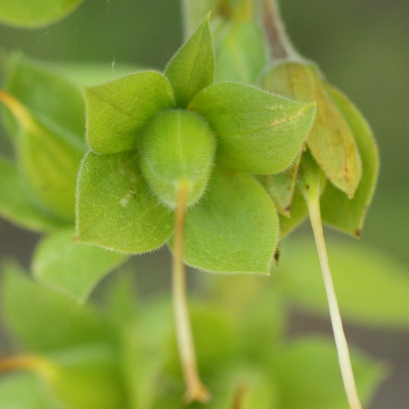 Sormustinkukka - Digitalis purpurea subsp. nevadensis (Sadonkorjuu)