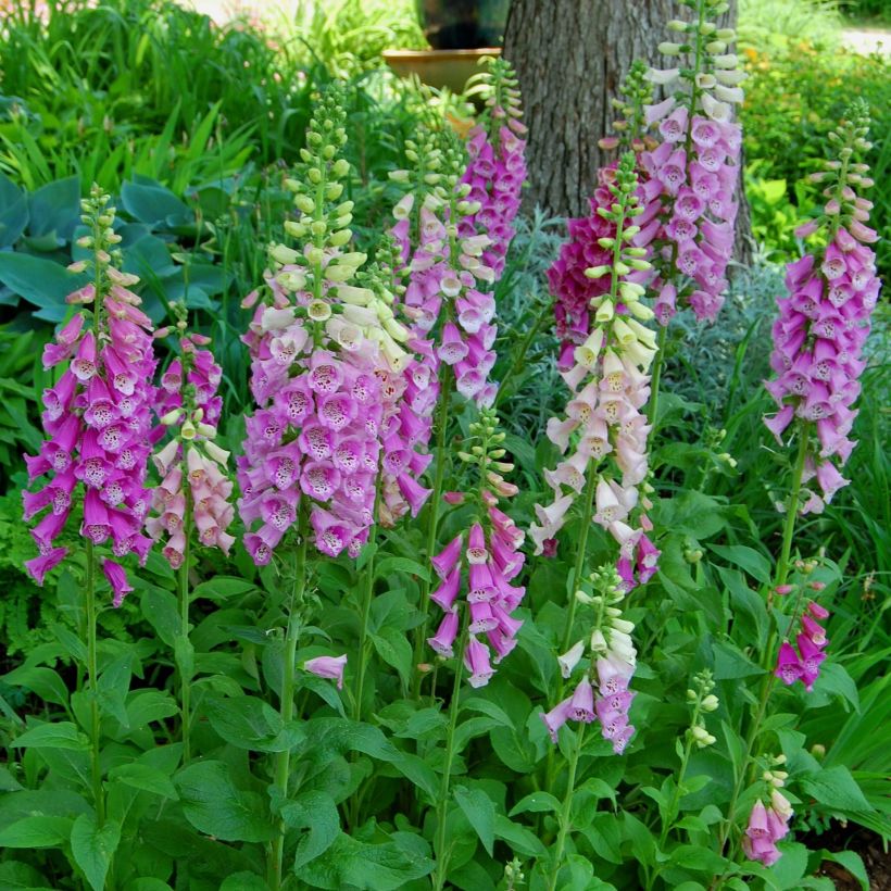 Sormustinkukka - Digitalis purpurea subsp. nevadensis (Kasvutapa)