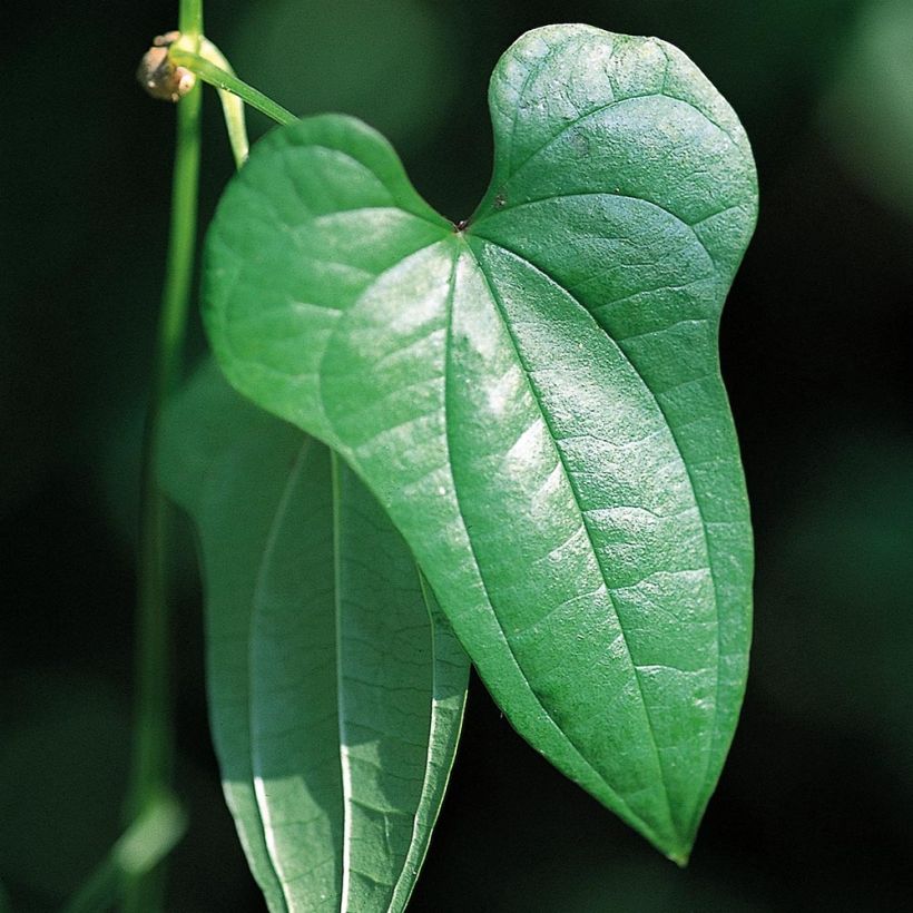 Jamssi - Dioscorea batatas (Lehvistö)