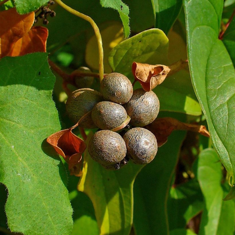 Jamssi - Dioscorea batatas (Sadonkorjuu)