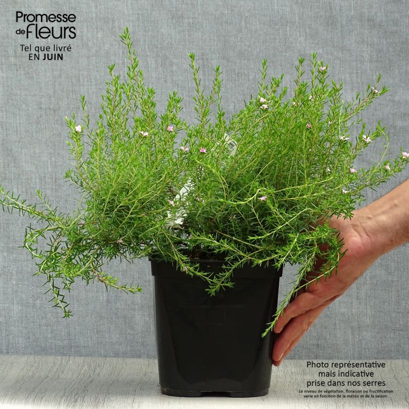 Esimerkki kesällä toimitetusta Diosma hirsuta Pink Diamond Ruukku 2L / 3L-taimesta