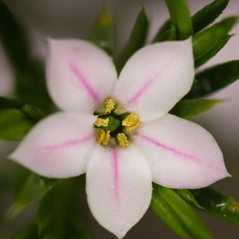 Diosma hirsuta Pink Fountain (Kukinta)