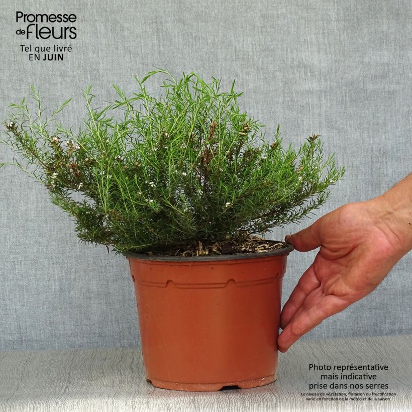 Esimerkki kesällä toimitetusta Diosma hirsuta Pink Fountain Ruukku 2L / 3L-taimesta