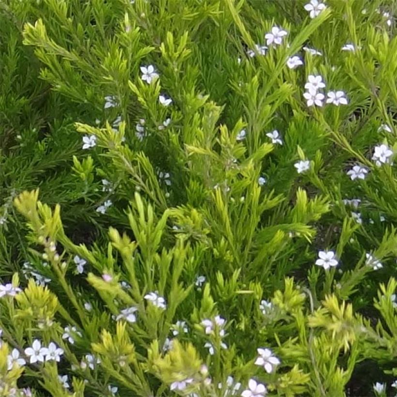 Diosma hirsuta Sunset Gold (Lehvistö)
