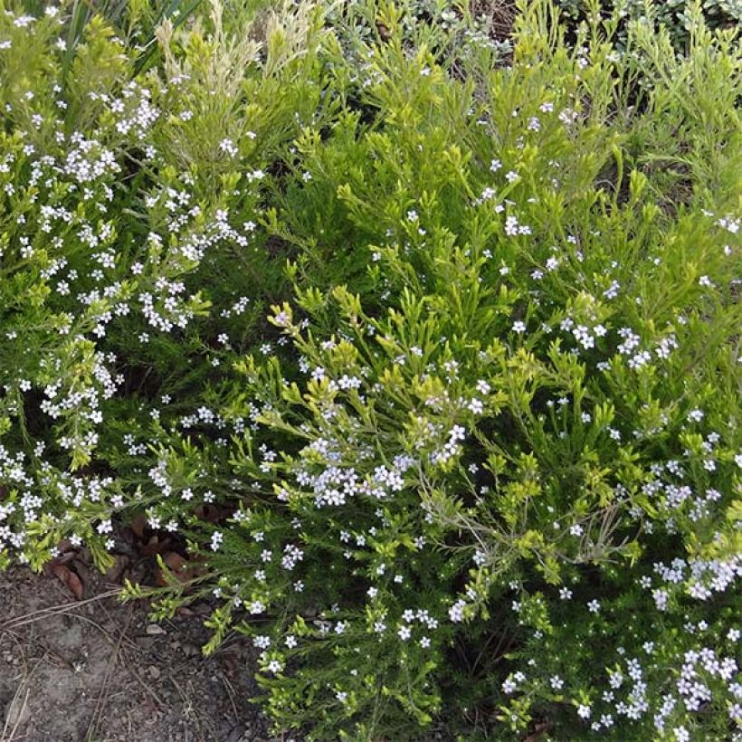 Diosma hirsuta Sunset Gold (Kasvutapa)
