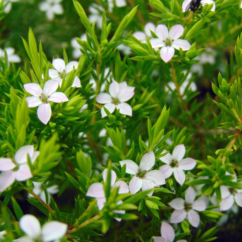 Diosma hirsuta Sunset Gold (Kukinta)