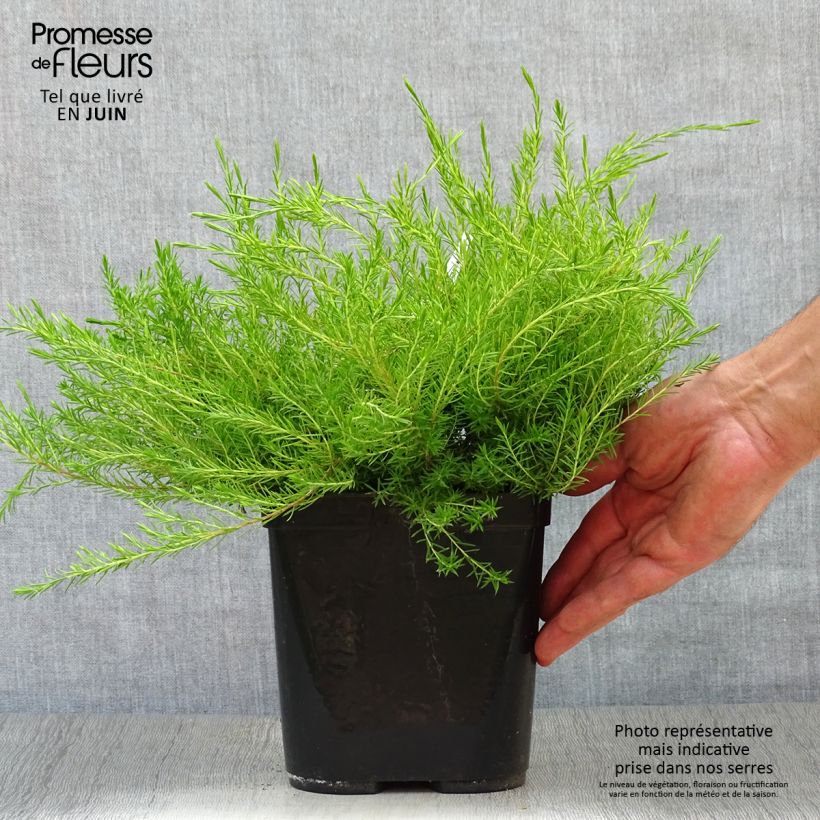 Esimerkki kesällä toimitetusta Diosma hirsuta Sunset Gold Pot de 2L/3L-taimesta