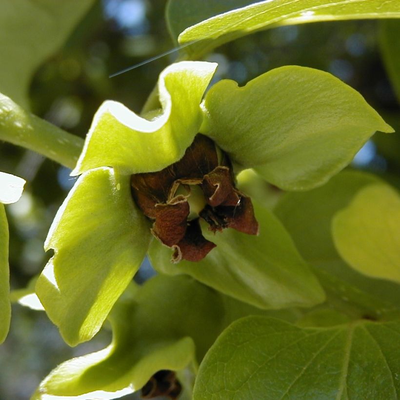Kaki - Diospyros kaki (Kukinta)