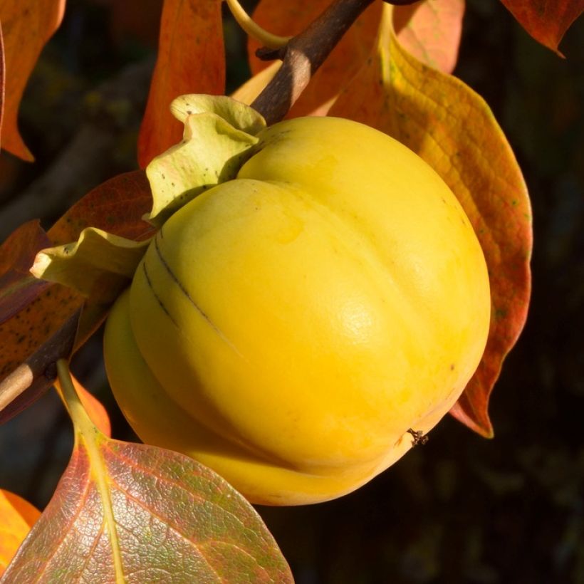 Kaki - Diospyros kaki (Sadonkorjuu)