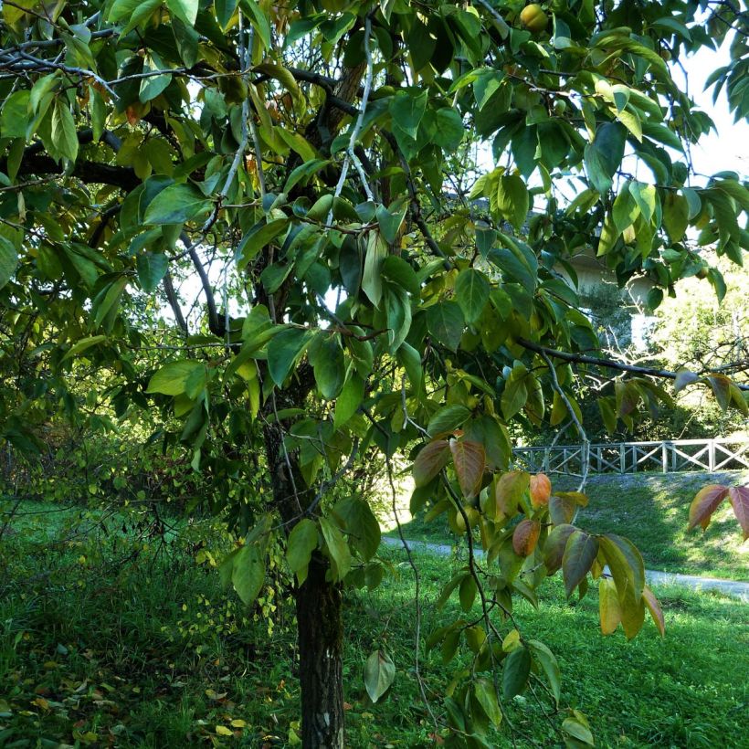 Kaki - Diospyros kaki (Kasvutapa)
