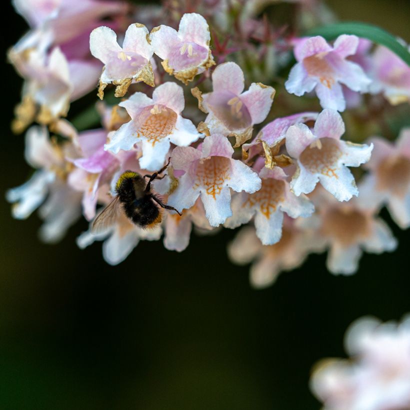 Dipelta floribunda (Kukinta)