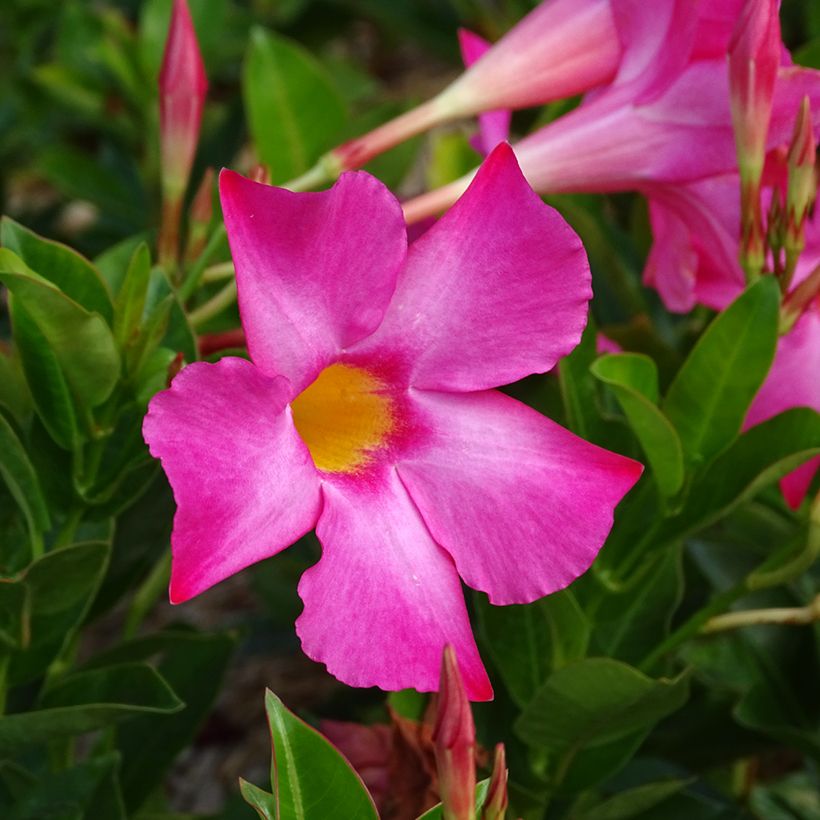 Ruusumaljaköynnös BELLA Pink (Kukinta)