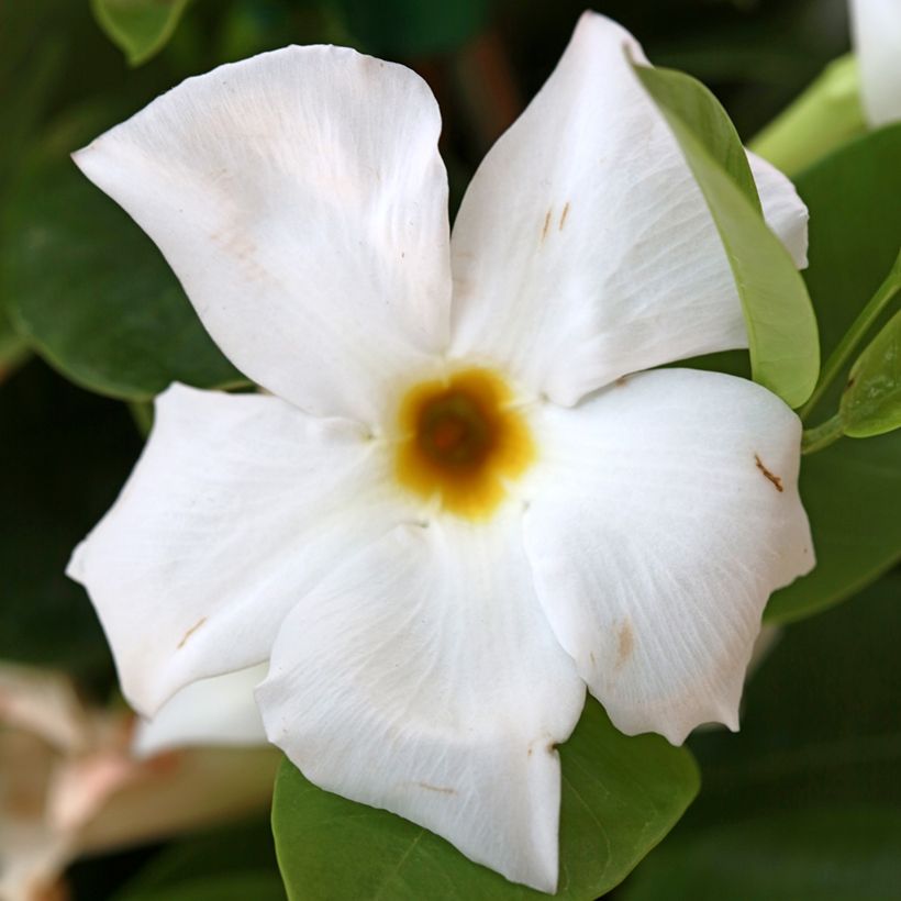 Ruusumaljaköynnös BELLA White (Kukinta)