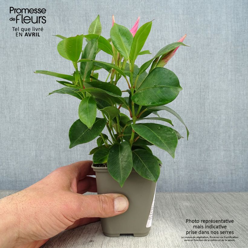 Esimerkki keväällä toimitetusta Maljaköynnös Diamantina Jade Pink Pot de 10 cm/11cm-taimesta