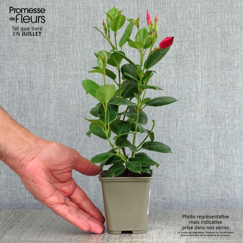 Esimerkki kesällä toimitetusta Maljaköynnös Diamantina Jade Red Pot de 2L/3L-taimesta