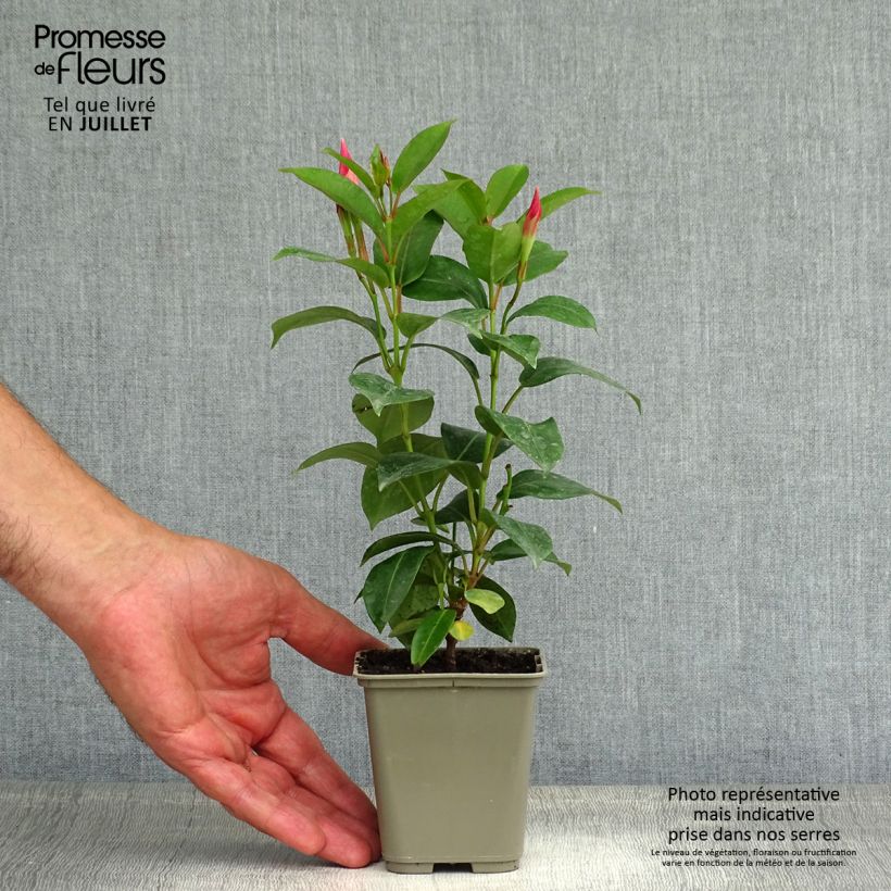 Esimerkki kesällä toimitetusta Maljaköynnös Diamantina Jade Rose Pot de 2L/3L-taimesta