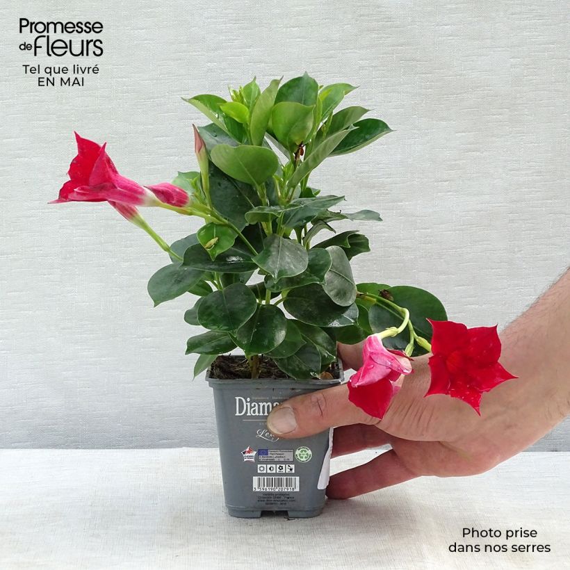 Esimerkki keväällä toimitetusta Maljaköynnös Diamantina Jade Scarlet Pot de 10 cm/11cm-taimesta