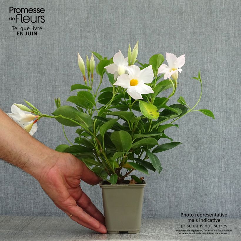 Esimerkki kesällä toimitetusta Maljaköynnös DiamantinaJade White Pot de 10 cm/11cm-taimesta