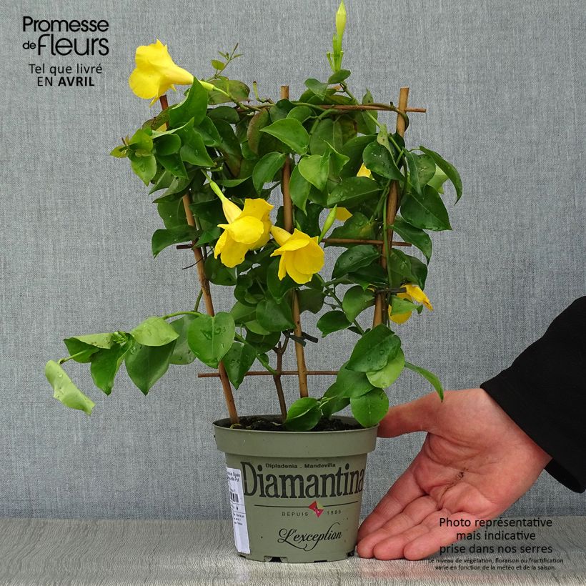 Esimerkki keväällä toimitetusta Maljaköynnös Diamantina Opale Citrine 2.0 Pot de 1L/1,5L-taimesta