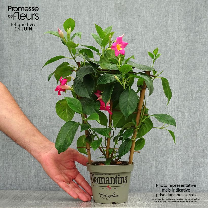 Esimerkki kesällä toimitetusta Maljaköynnös Diamantina Quartz Pink & Yellow Pot de 1L/1,5L-taimesta