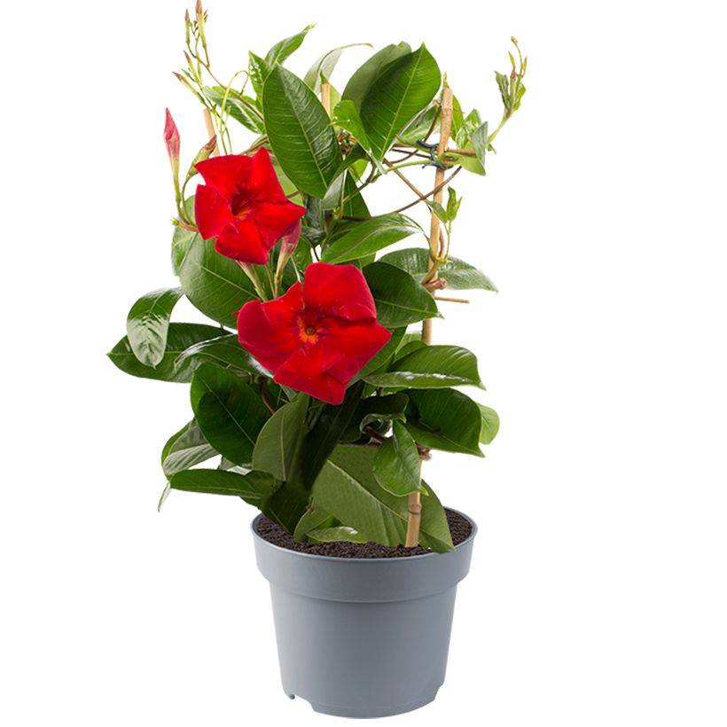 Maljaköynnös Diamantina Jade XXL Red (Kasvutapa)