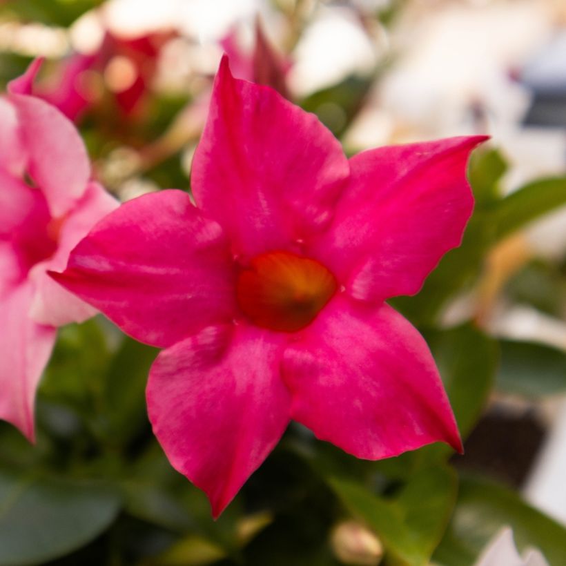 Maljaköynnös Fuchsia intense (Kukinta)