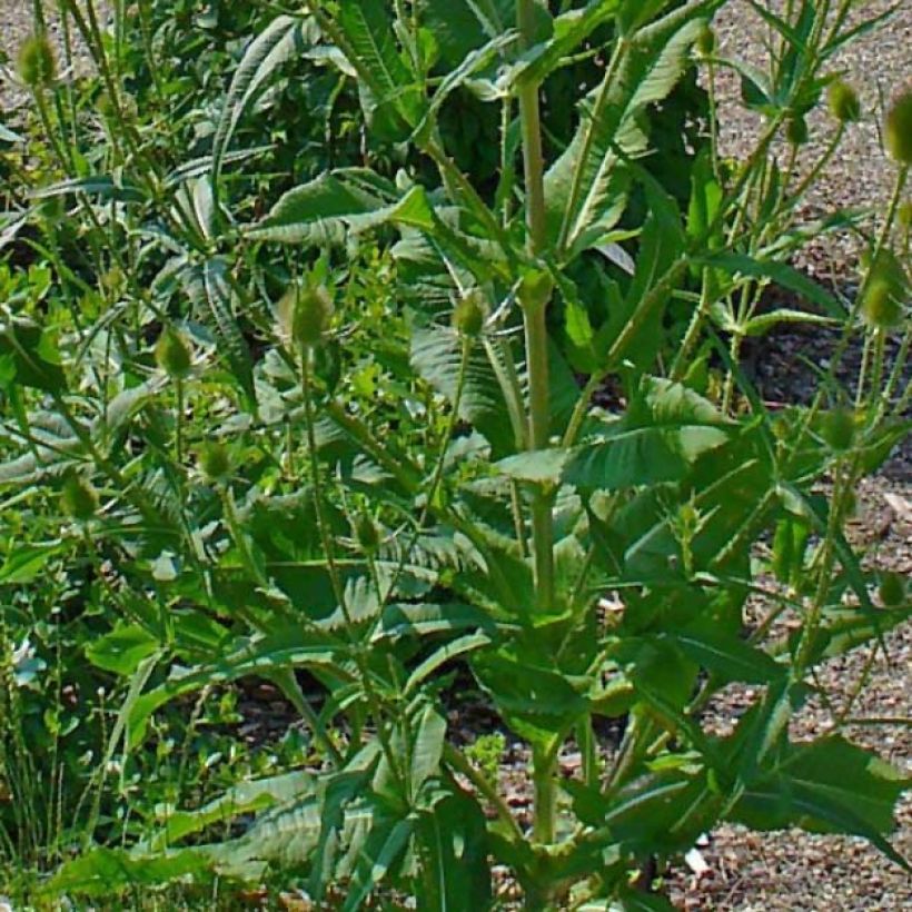 Laidunkarstaohdake - Dipsacus fullonum (Lehvistö)
