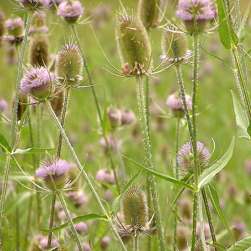 Laidunkarstaohdake - Dipsacus fullonum (Kukinta)