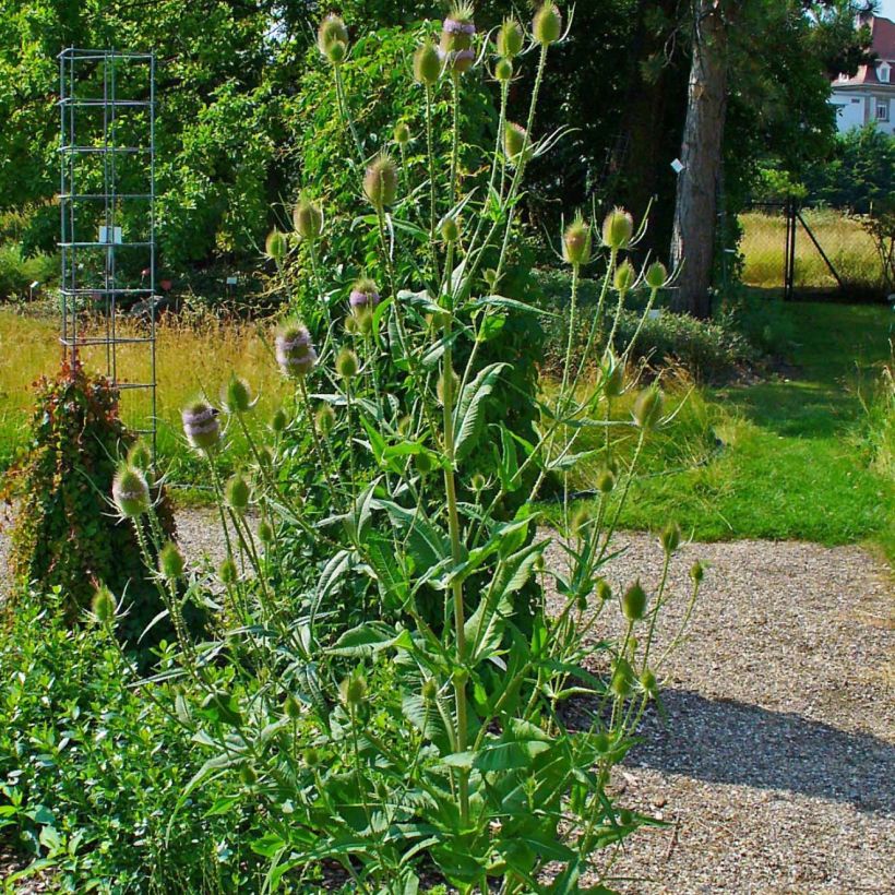 Laidunkarstaohdake - Dipsacus fullonum (Kasvutapa)