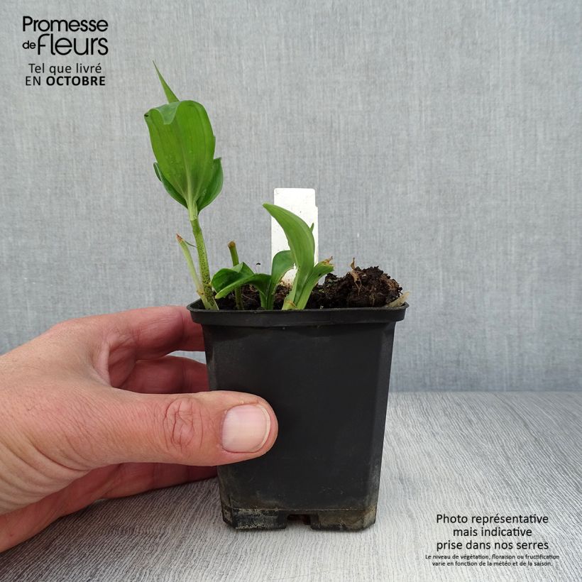 Esimerkki syksyllä toimitetusta Disporopsis pernyi 8/9 cm taimiruukku-taimesta