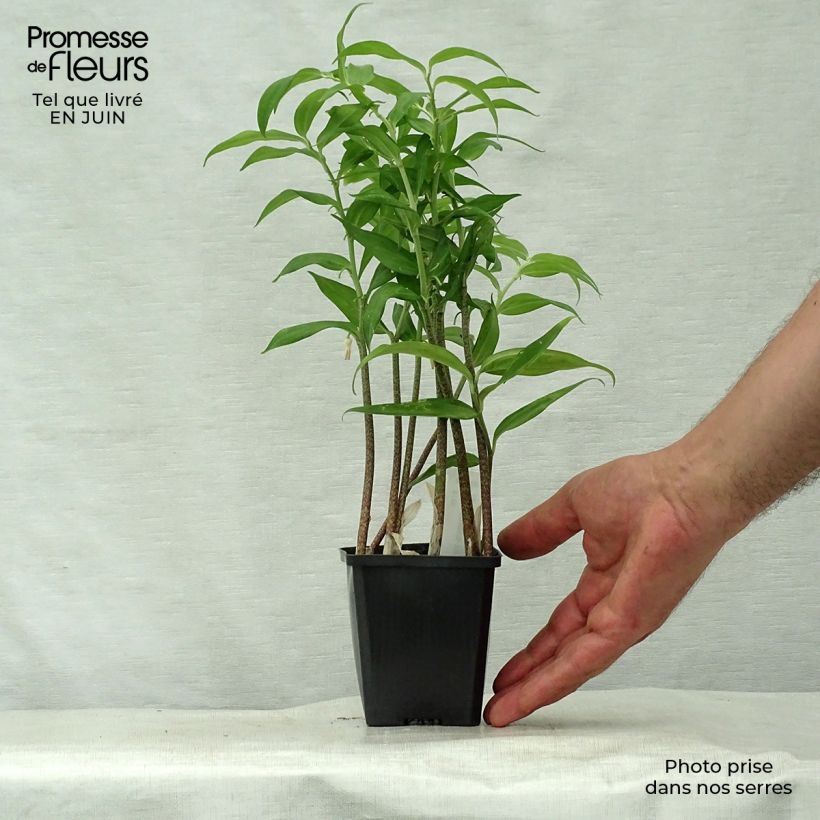Esimerkki kesällä toimitetusta Disporopsis pernyi Godet de 8/9 cm-taimesta