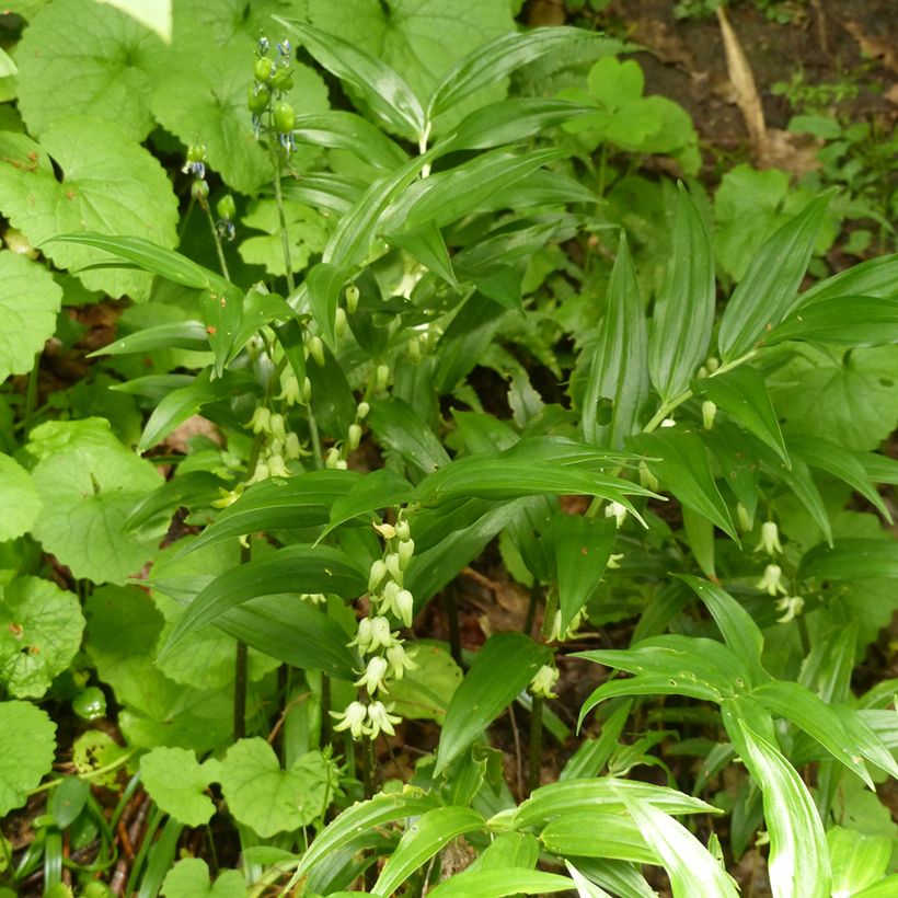 Disporopsis pernyi (Kasvutapa)
