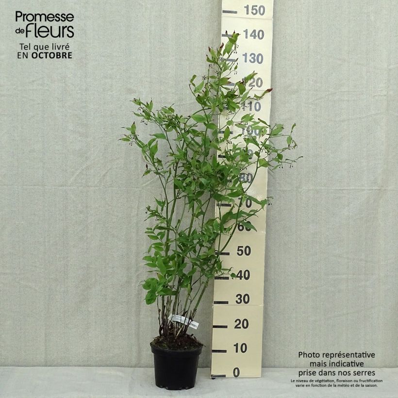 Esimerkki syksyllä toimitetusta Disporum cantoniense Green Giant 3 litran/4 litran ruukku-taimesta