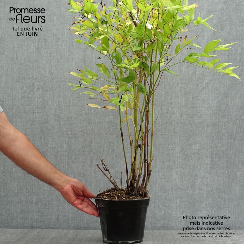 Esimerkki kesällä toimitetusta Disporum cantoniense Green Giant Pot de 3L/4L-taimesta