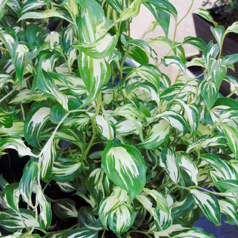 Disporum cantoniense Moonlight (Lehvistö)