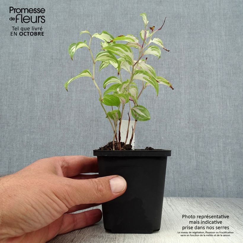 Esimerkki syksyllä toimitetusta Disporum cantoniense Moonlight 8/9 cm taimiruukku-taimesta