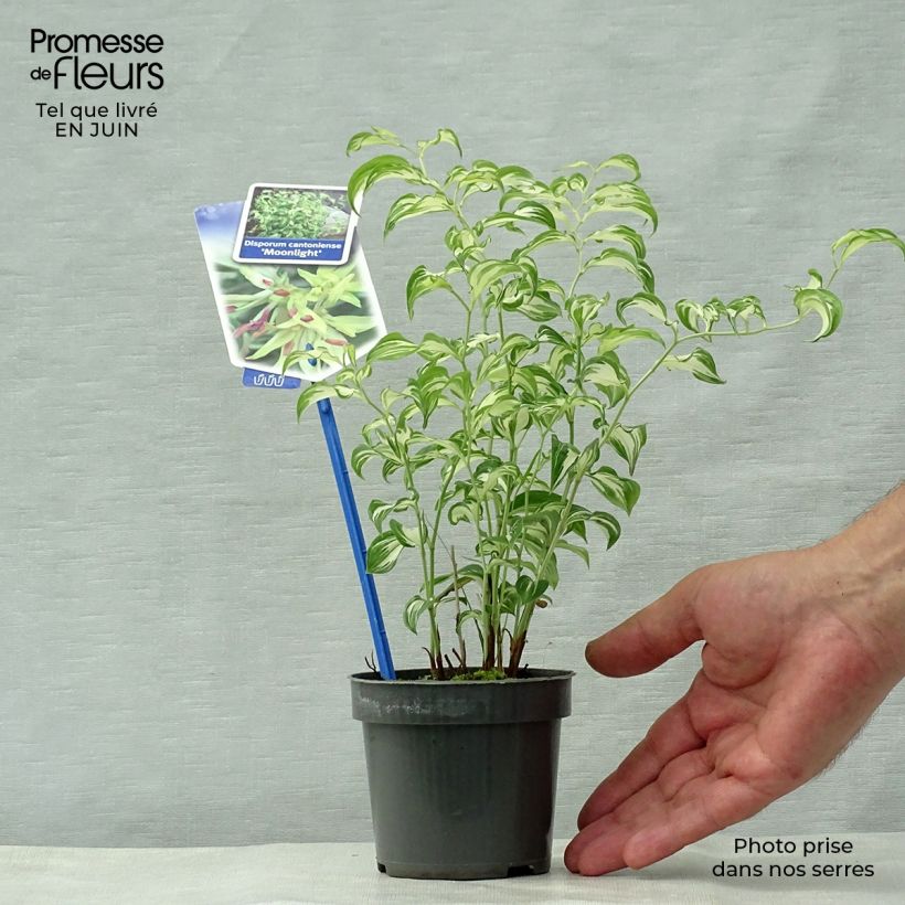 Esimerkki kesällä toimitetusta Disporum cantoniense Moonlight Godet de 8/9 cm-taimesta
