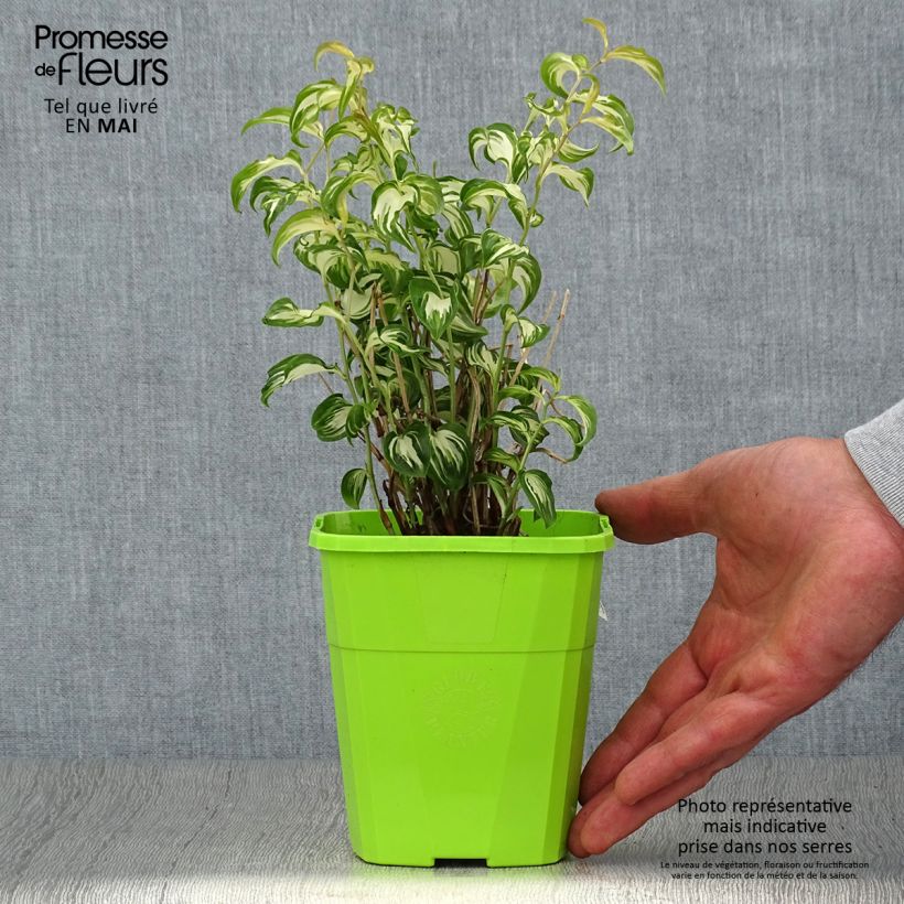 Esimerkki keväällä toimitetusta Disporum cantoniense Moonlight Pot de 1,5L/2L-taimesta