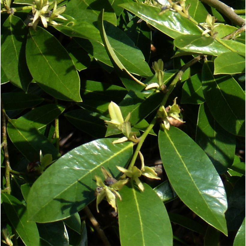 Distylium Emerald Heights (Lehvistö)