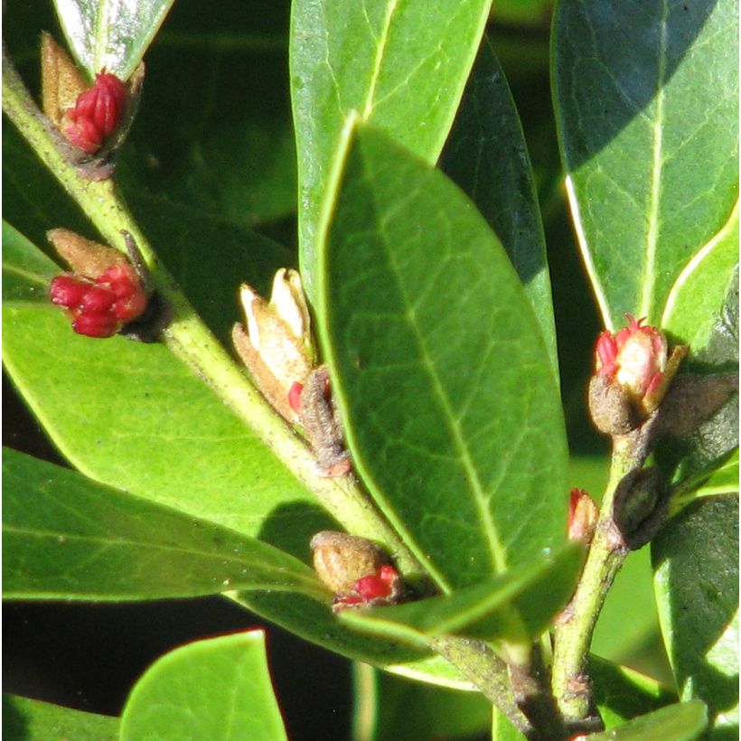 Distylium Emerald Heights (Kukinta)