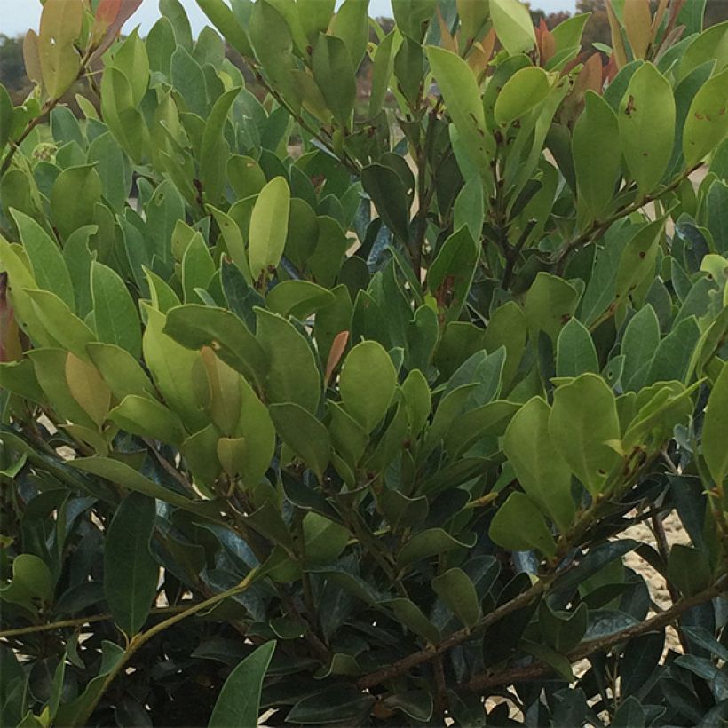 Distylium Blue Cascade (Lehvistö)